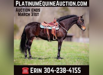 American Morgan Horse, Wałach, 6 lat, Gniada