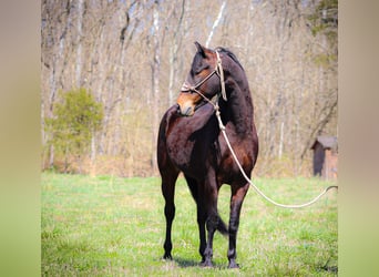 American Morgan Horse, Wałach, 6 lat, Gniada