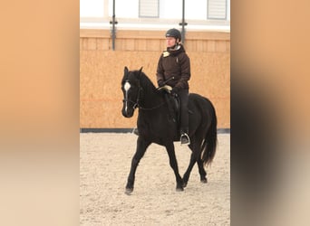 American Morgan Horse Mix, Wałach, 7 lat, 147 cm, Ciemnogniada