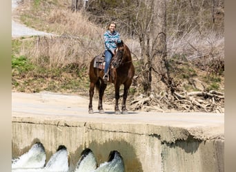 American Morgan Horse, Wałach, 7 lat, 147 cm, Gniada