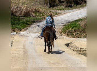 American Morgan Horse, Wałach, 7 lat, 147 cm, Gniada