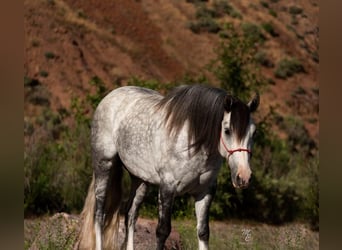 American Morgan Horse, Wałach, 8 lat, 152 cm, Siwa jabłkowita