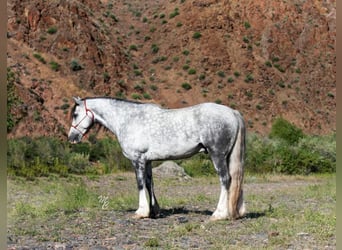 American Morgan Horse, Wałach, 8 lat, 152 cm, Siwa jabłkowita