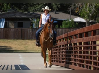 American Morgan Horse, Wałach, 8 lat, 155 cm, Cisawa