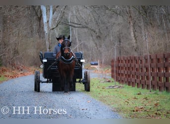 American Morgan Horse, Wałach, 9 lat, 160 cm, Gniada