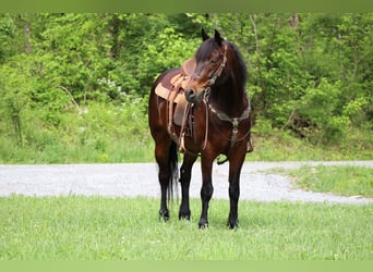 American Morgan Horse, Wallach, 10 Jahre, 150 cm, Rotbrauner