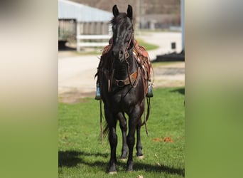 American Morgan Horse, Wallach, 10 Jahre, 155 cm, Roan-Blue