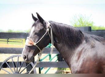 American Morgan Horse, Wallach, 11 Jahre, 150 cm, Rappe