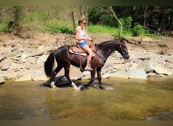 American Morgan Horse, Wallach, 11 Jahre, 150 cm, Rappe