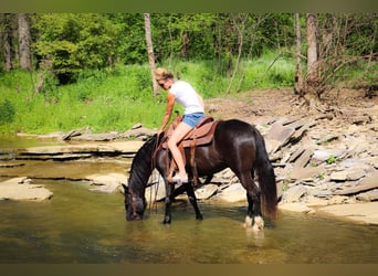 American Morgan Horse, Wallach, 11 Jahre, 150 cm, Rappe