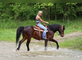 American Morgan Horse, Wallach, 11 Jahre, 150 cm, Rotbrauner