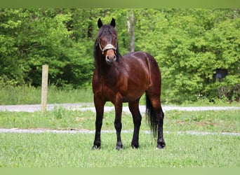 American Morgan Horse, Wallach, 11 Jahre, 150 cm, Rotbrauner