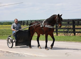 American Morgan Horse, Wallach, 11 Jahre, 150 cm, Rotbrauner