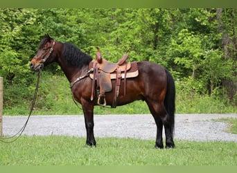 American Morgan Horse, Wallach, 11 Jahre, 150 cm, Rotbrauner