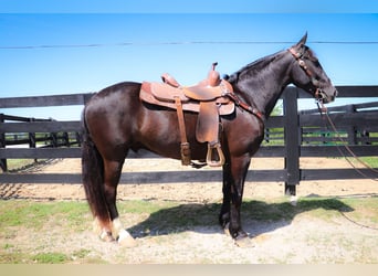 American Morgan Horse, Wallach, 12 Jahre, 150 cm, Rappe