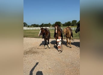 American Morgan Horse, Wallach, 12 Jahre, 157 cm, Rotfuchs