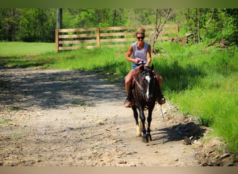 American Morgan Horse, Wallach, 13 Jahre, 150 cm, Rappe