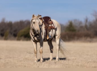 American Morgan Horse Mix, Wallach, 14 Jahre, 157 cm, Dunalino