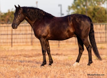 American Morgan Horse, Wallach, 15 Jahre, 152 cm, Rappe