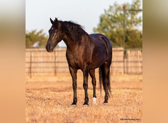 American Morgan Horse, Wallach, 16 Jahre, 152 cm, Rappe