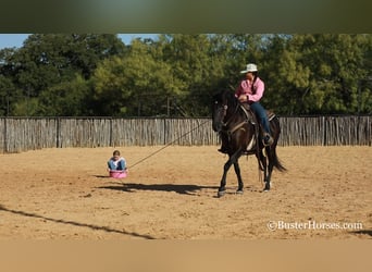 American Morgan Horse, Wallach, 17 Jahre, 152 cm, Rappe