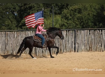 American Morgan Horse, Wallach, 17 Jahre, 152 cm, Rappe