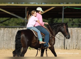 American Morgan Horse, Wallach, 17 Jahre, 152 cm, Rappe