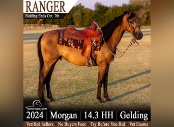 American Morgan Horse, Wallach, 2 Jahre, 150 cm, Buckskin