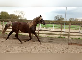 American Morgan Horse, Wallach, 2 Jahre, 159 cm, Grullo