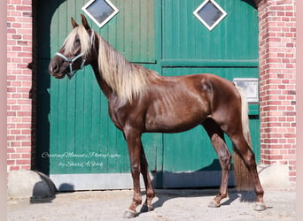 American Morgan Horse, Wallach, 2 Jahre, 159 cm, Grullo