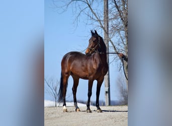 American Morgan Horse, Wallach, 3 Jahre, 152 cm, Rotbrauner
