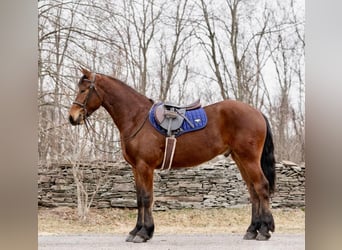 American Morgan Horse, Wallach, 3 Jahre, 163 cm, Rotbrauner