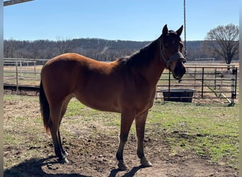American Morgan Horse, Wallach, 3 Jahre, 60 cm, Brauner