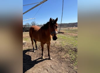 American Morgan Horse, Wallach, 3 Jahre, 60 cm, Brauner