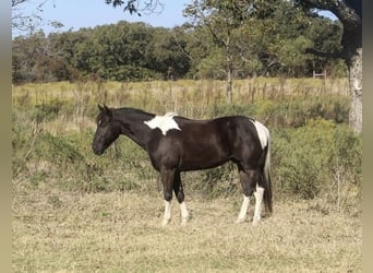 American Morgan Horse, Wallach, 4 Jahre, 142 cm, Hellbrauner