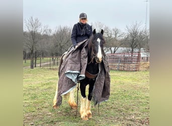 American Morgan Horse, Wallach, 4 Jahre, 145 cm, Tobiano-alle-Farben