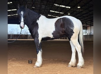 American Morgan Horse, Wallach, 4 Jahre, 145 cm, Tobiano-alle-Farben