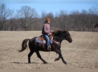 American Morgan Horse, Wallach, 4 Jahre, 152 cm, Brauner