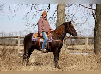 American Morgan Horse, Wallach, 4 Jahre, 152 cm, Brauner