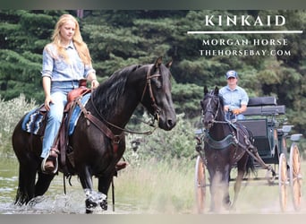 American Morgan Horse, Wallach, 4 Jahre, 152 cm, Rappe