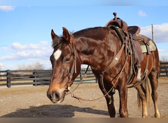 American Morgan Horse, Wallach, 4 Jahre, Brauner