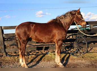 American Morgan Horse, Wallach, 4 Jahre, Brauner