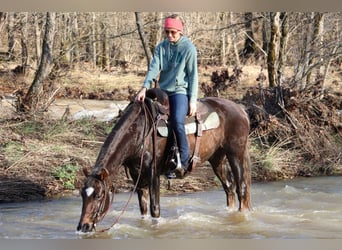 American Morgan Horse, Wallach, 4 Jahre, Brauner