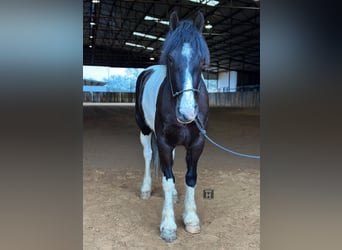 American Morgan Horse, Wallach, 5 Jahre, 145 cm, Tobiano-alle-Farben