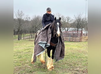 American Morgan Horse, Wallach, 5 Jahre, 145 cm, Tobiano-alle-Farben