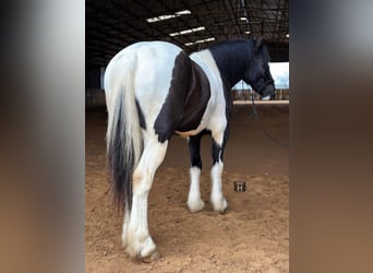 American Morgan Horse, Wallach, 5 Jahre, 145 cm, Tobiano-alle-Farben