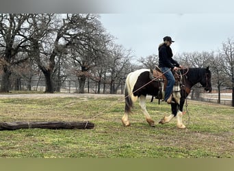 American Morgan Horse, Wallach, 5 Jahre, 145 cm, Tobiano-alle-Farben