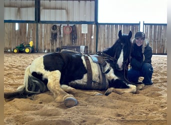 American Morgan Horse, Wallach, 5 Jahre, 145 cm, Tobiano-alle-Farben