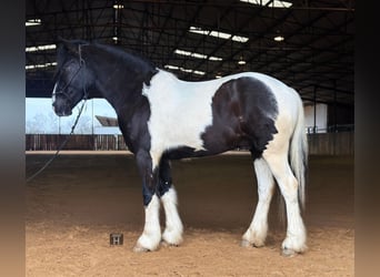 American Morgan Horse, Wallach, 5 Jahre, 145 cm, Tobiano-alle-Farben