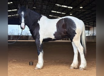 American Morgan Horse, Wallach, 5 Jahre, 145 cm, Tobiano-alle-Farben